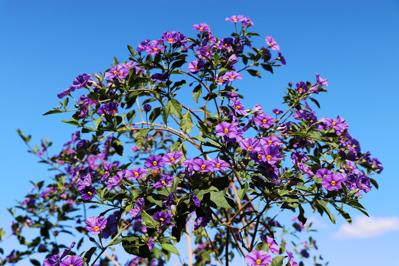 Lycianthes rantonnetii - Blue potato bush