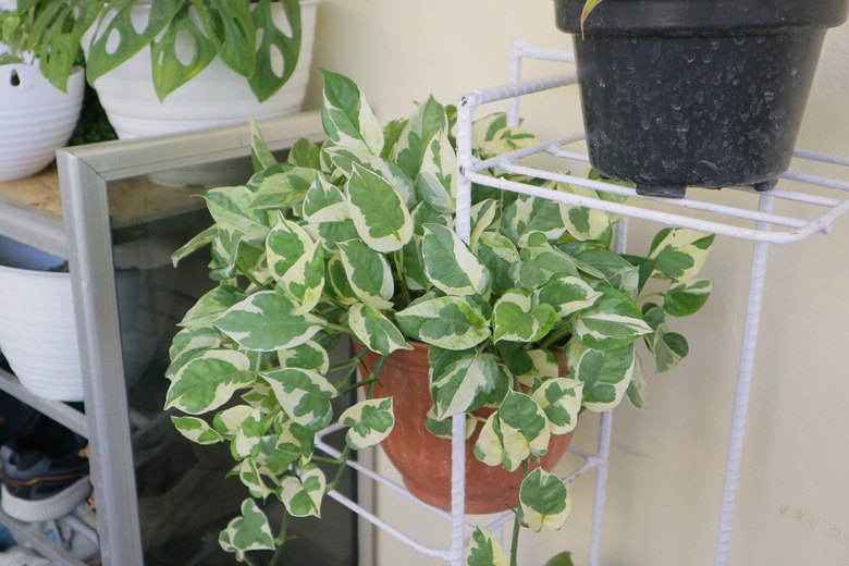 Beautiful house plant named Hoya carnosa Krimson Queen