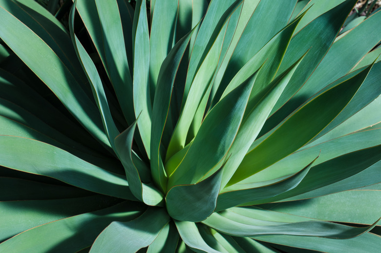 Agave Attenuata Plant