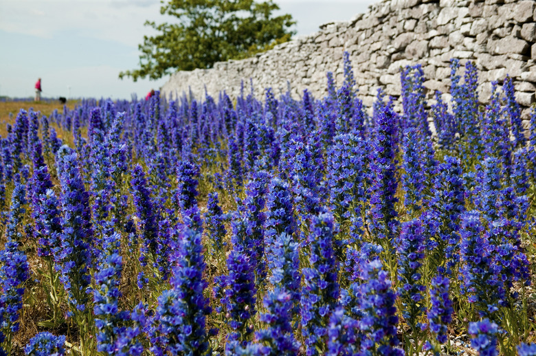 Wildflower echium vulgare