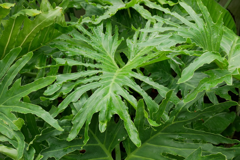 Thaumatophyllum bipinnatifidum (Philodendron bipinnatifidum)