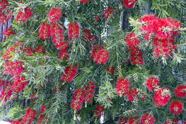 Bottlebrush, Callistemon speciosus