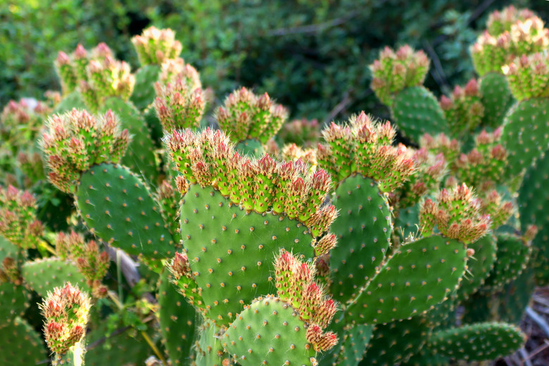 Indian fig opuntia (cactus pear), field of cacti on the coast of Greece. Selective focus.