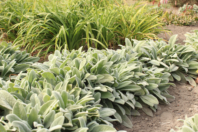 Stachys byzantina in the garden.