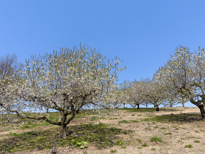 Early spring field with plum blossoms in full bloom