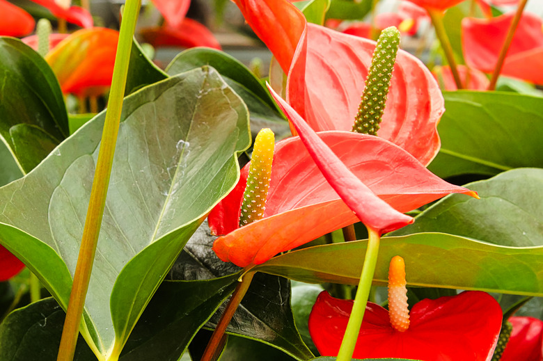 Orange anthurium spadix and spathe growing on plants