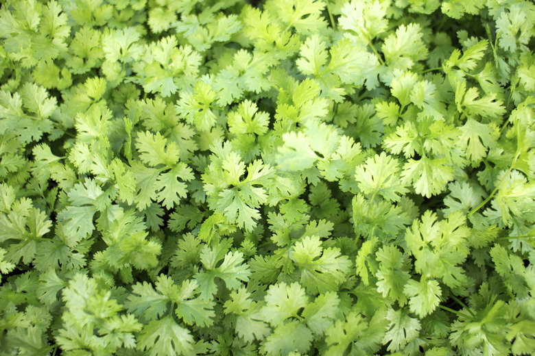 Coriander vegetable