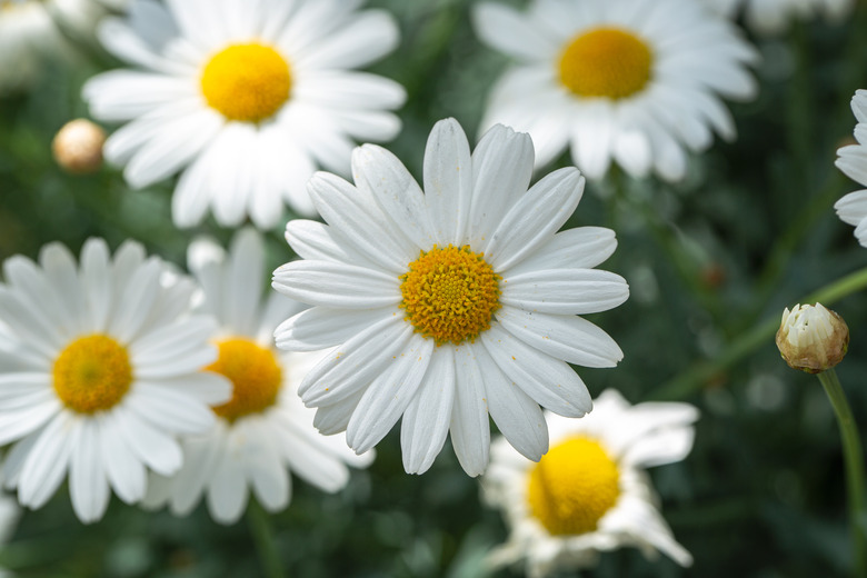 Close-up of white daisy flowers,Hamburg,Germany