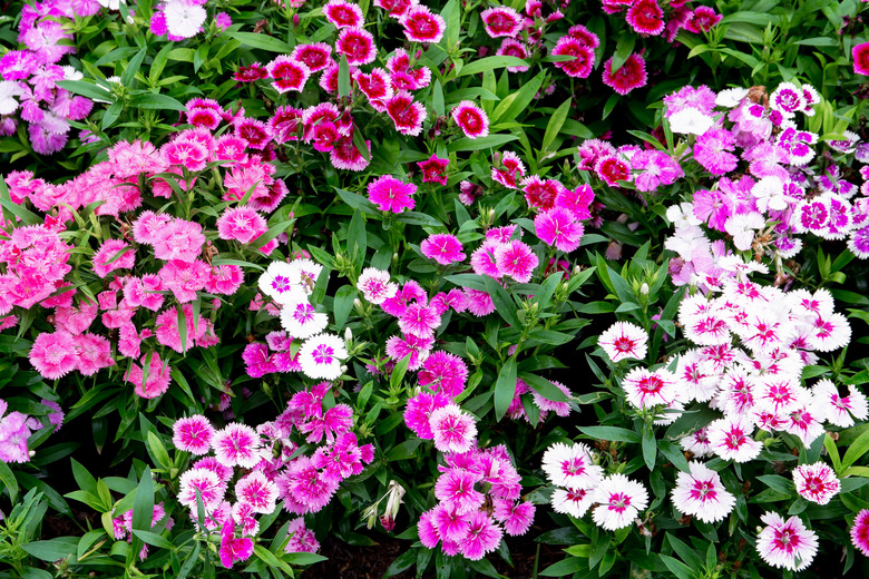 Colorful dianthus flowers (Dianthus spp.).