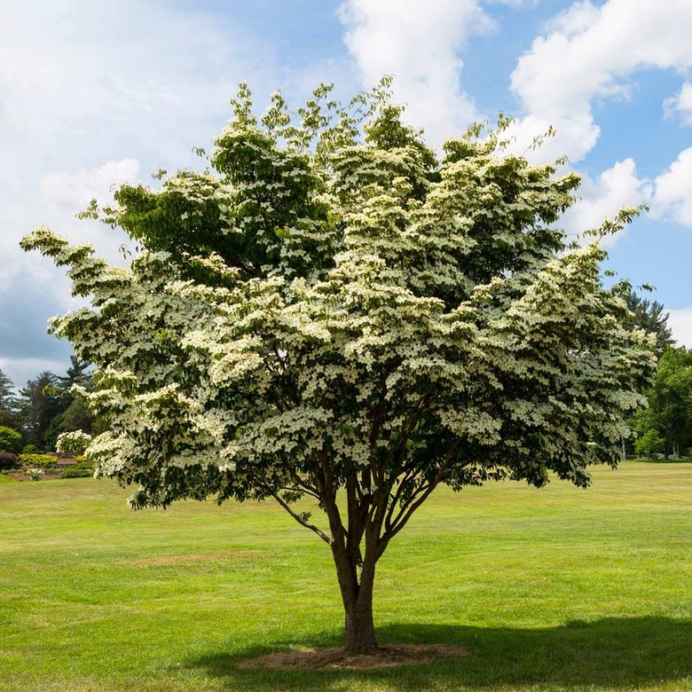 A kousa dogwood tree in a large open field