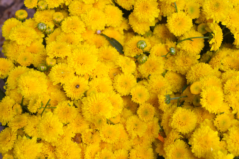 Beautiful natural yellow floral pattern, flowers for decorations