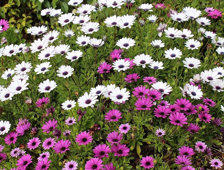 Osteospermum Flowers