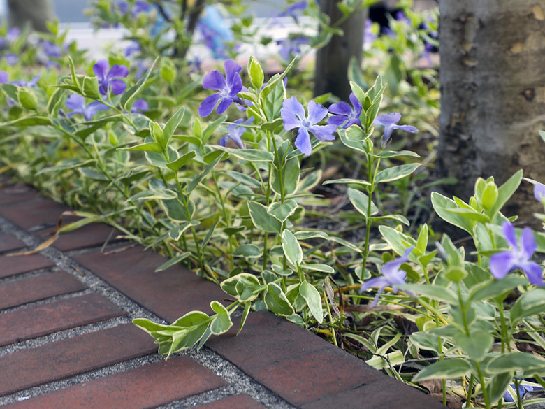 Variegated bigleaf periwinkle, Vinca major 'Variegata'