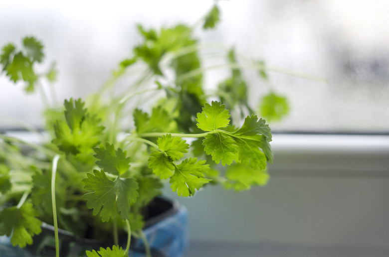 Cilantro plant growing in pot.