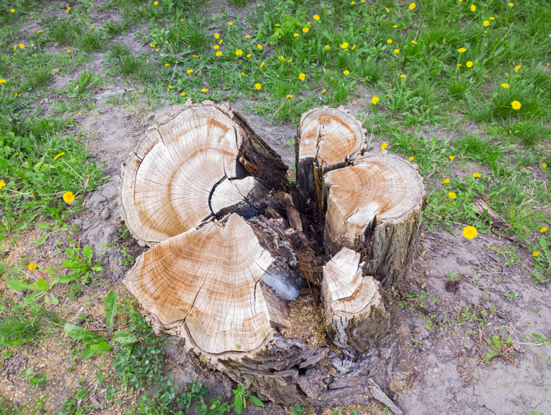 Large Tree stump.