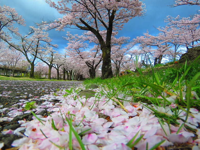 Sakura flower