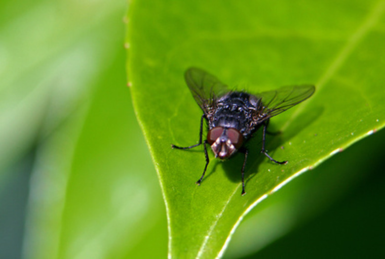 Fly on plant leaf.