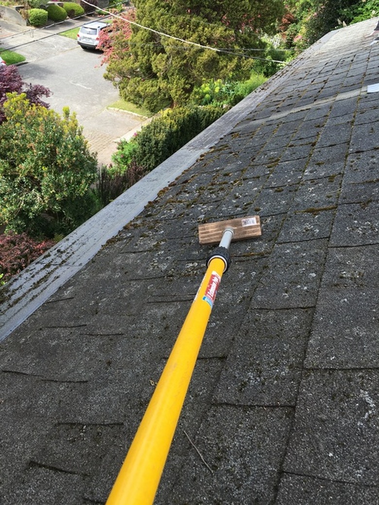 Scrubbing roof moss.