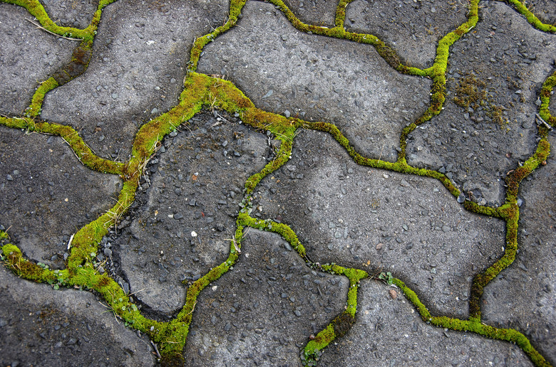 Moss growing between interlocking grey paving stones