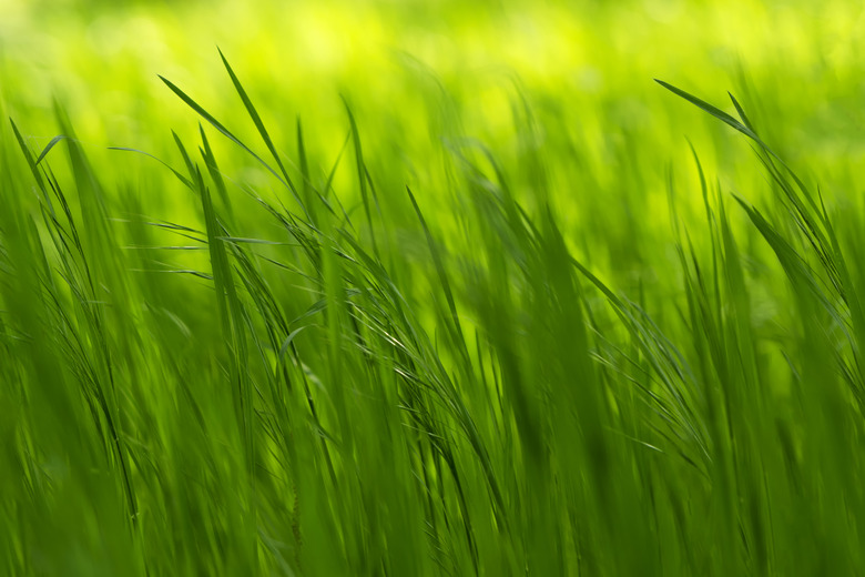 Grass in spring time