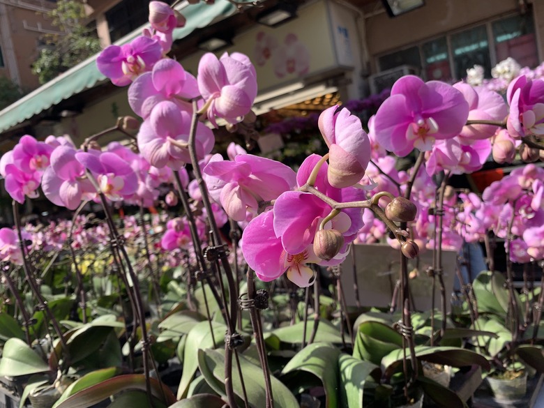 the flower market for lunar new year