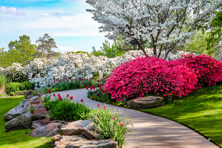 Curved path through banks of azaleas under blue sky and dogwood trees with tulips.