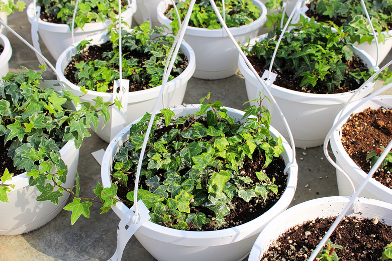 Seedling English Ivy plants growing in hanging pots