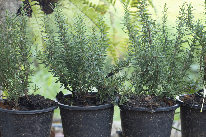 rosemary plant in a black pot