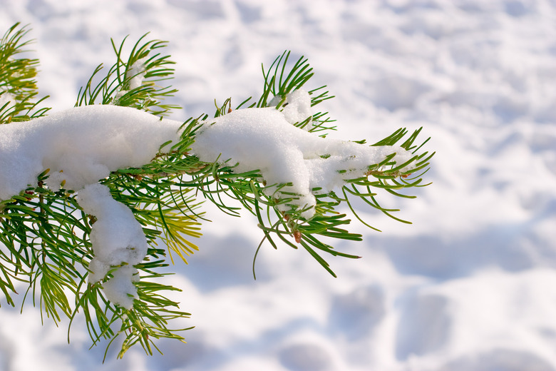 Snow on conifer tree