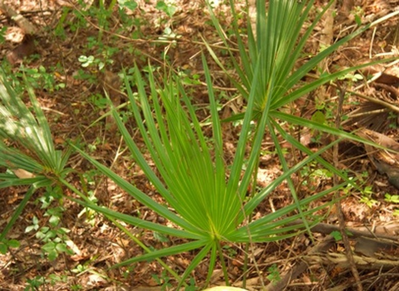 palm clump