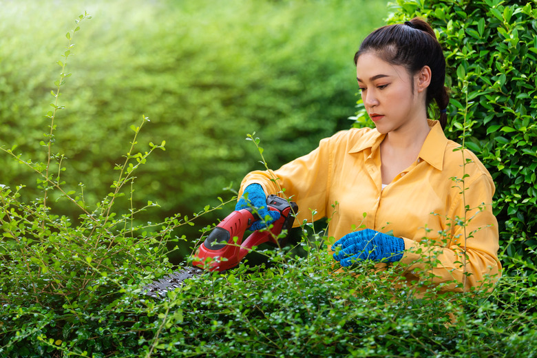 Woman using cordless electric hedge trimmer in garden.