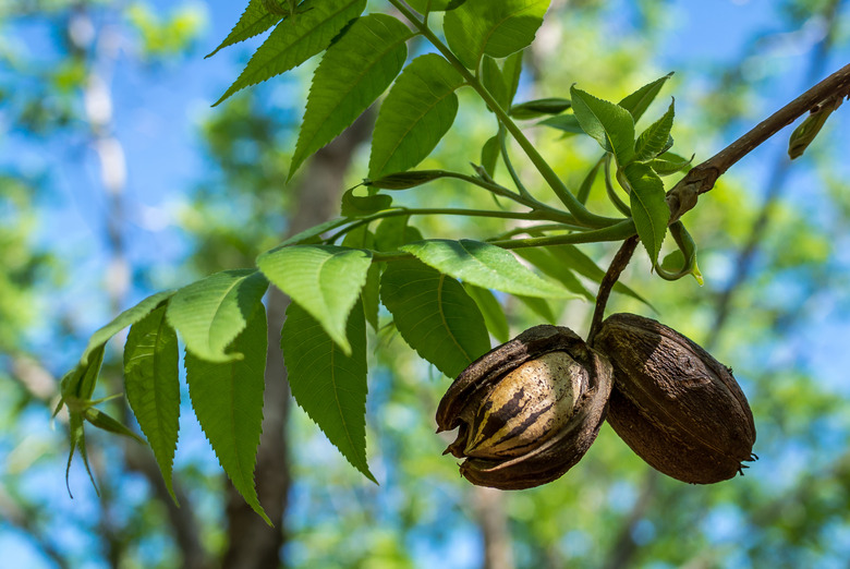 Pecans