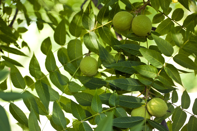 Walnut fruits.