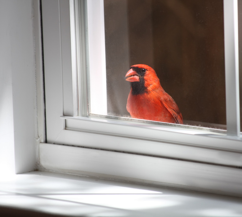 Birdie in the Window