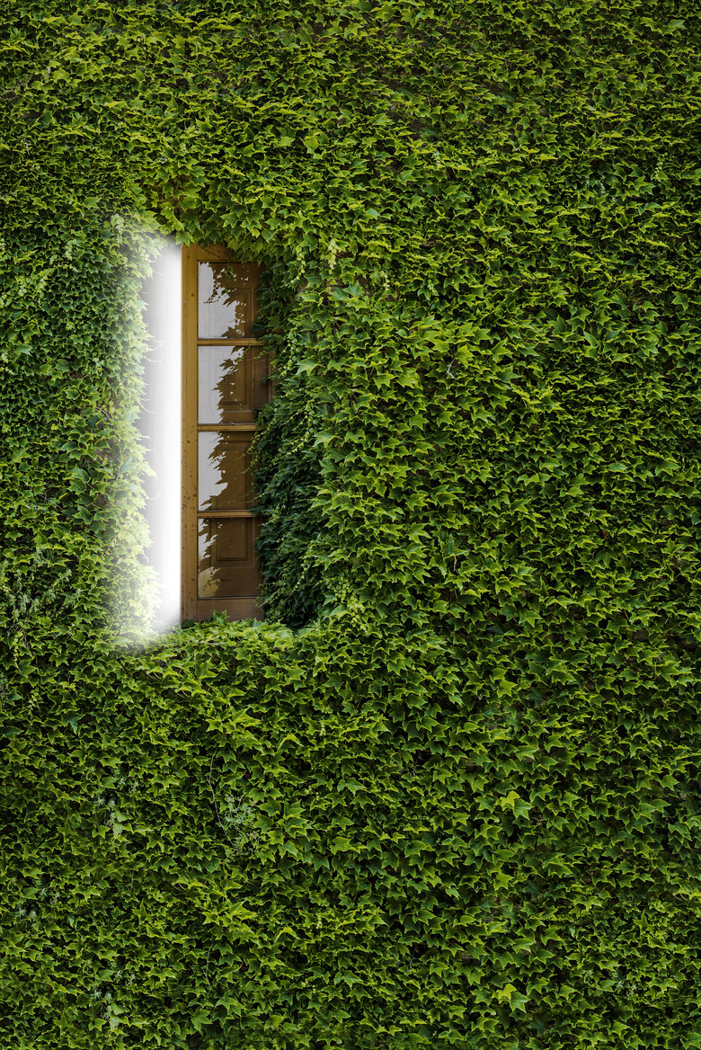 Ivy on wall backgrounds in Barcelona, Spain