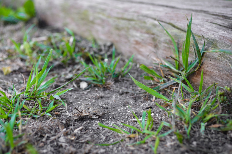 grass near fence