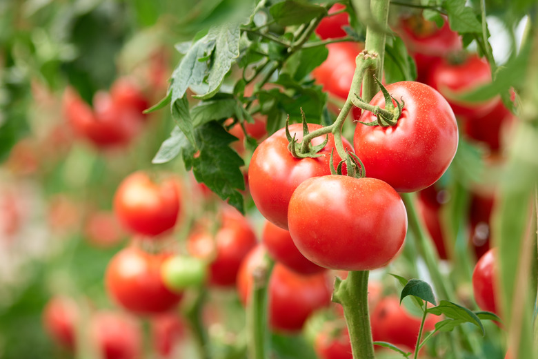 Three ripe tomatoes on green branch.