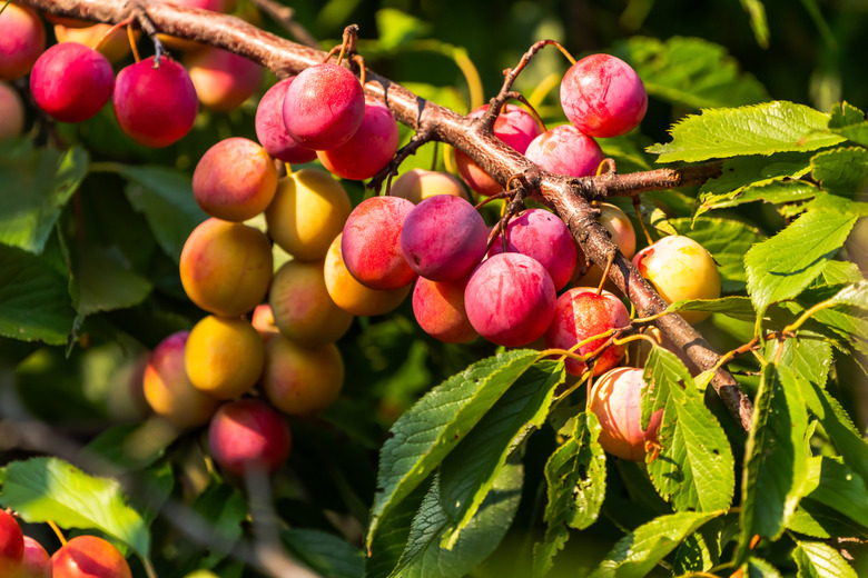 Closeup of plums on tree.