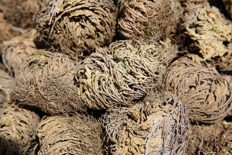 Rose of Jericho