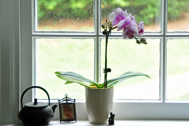 Potted orchid on window sill...