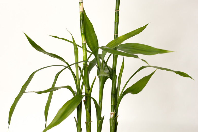 Dracaena sanderiana on white background