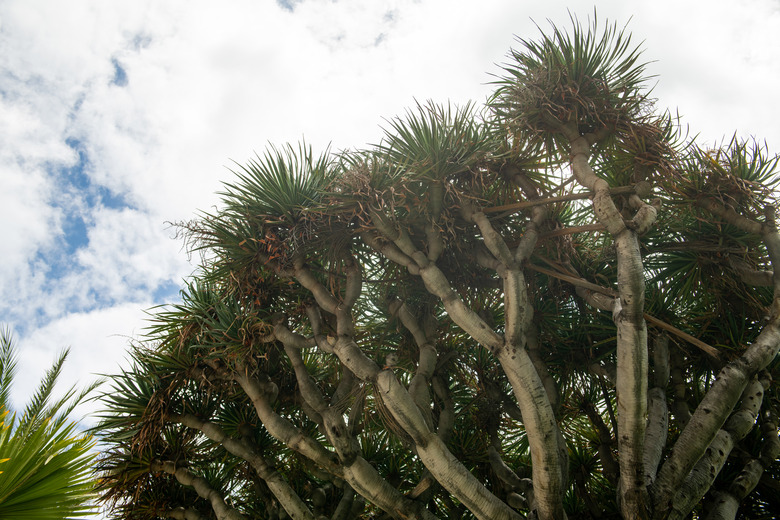 Canary Islands dragon tree (Dracaena draco, Drago), viewed from below