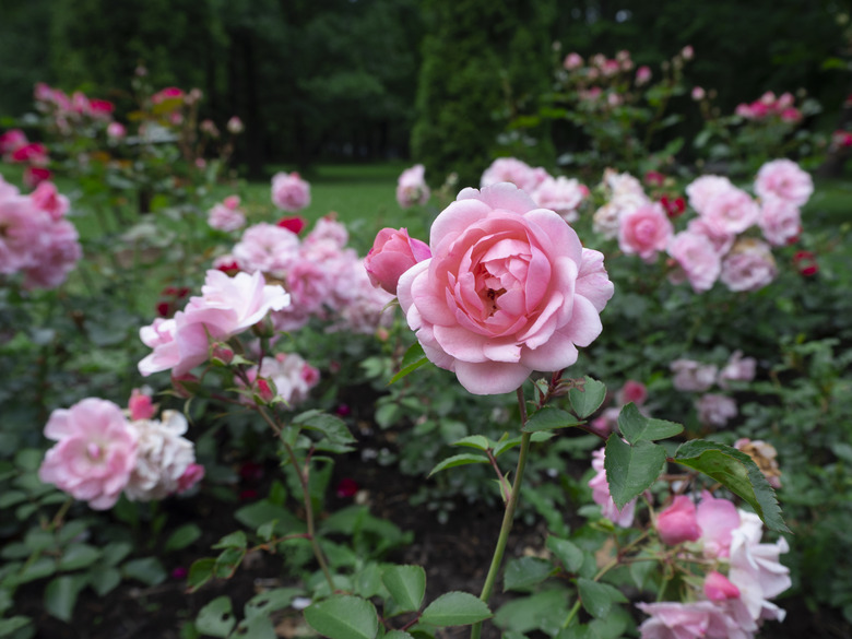 Beautiful and delicate pink tea roses in the garden on green bushes.