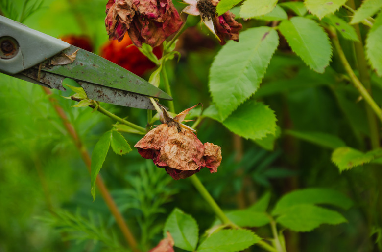 pruning dry flowers in the garden