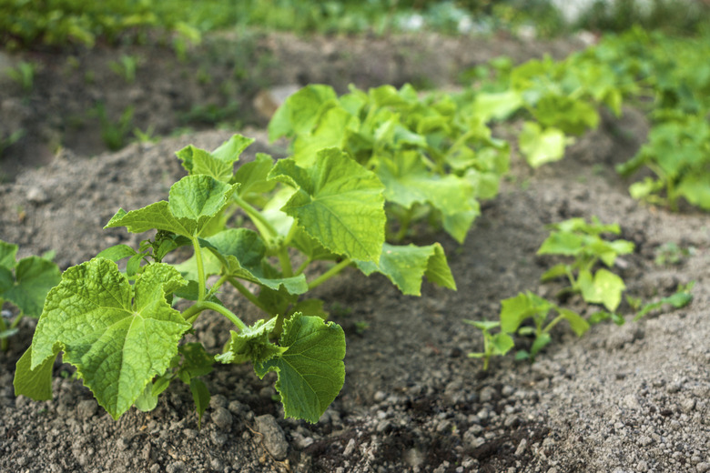 Cucumbers in the garden