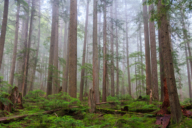 Mist covered in Western Red Cedar & Douglas Fir trees