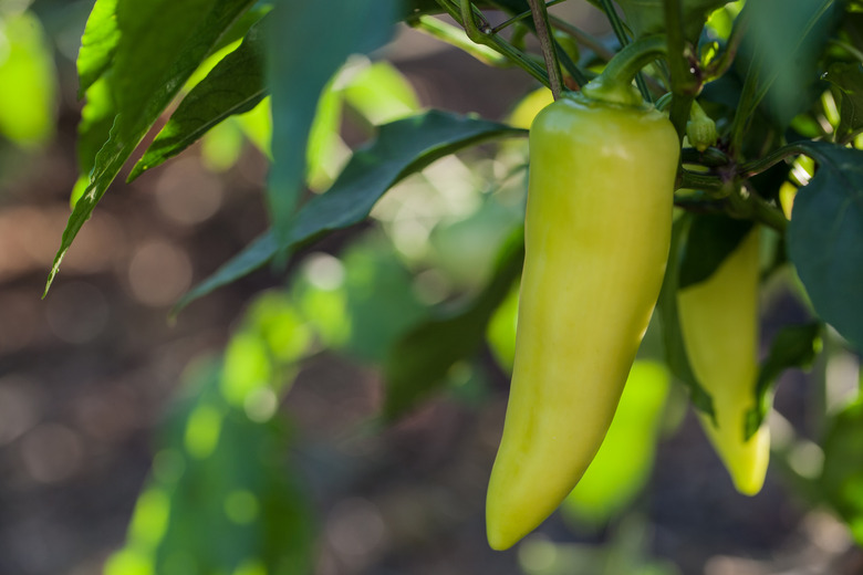 Banana pepper