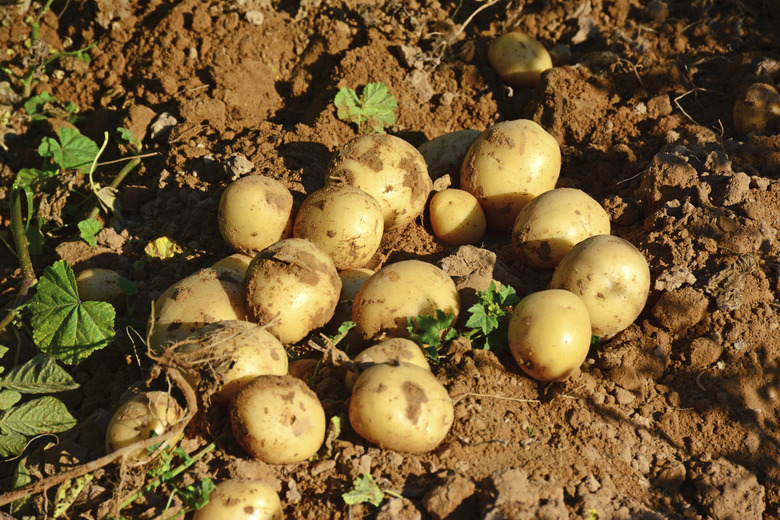 Potato patch