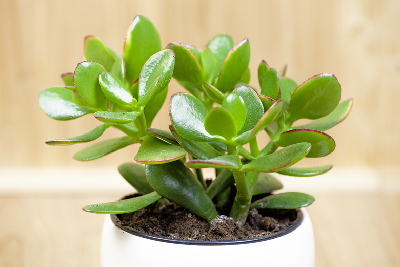 Jade plant, lucky plant, money plant or money tree, (Crassula ovata)