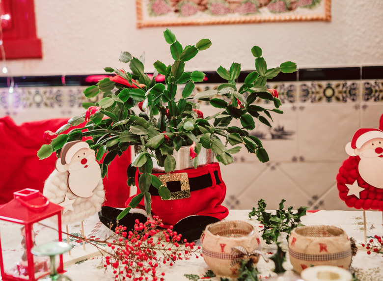 Christmas cactus in bloom on a holiday table.